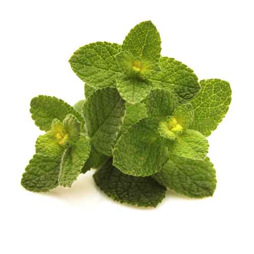 Egyptská mäta, Mentha rotundifolia, Mäta jablčná cca 30 semien